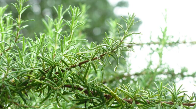 rosemary-oil-for-hair-growth-2026