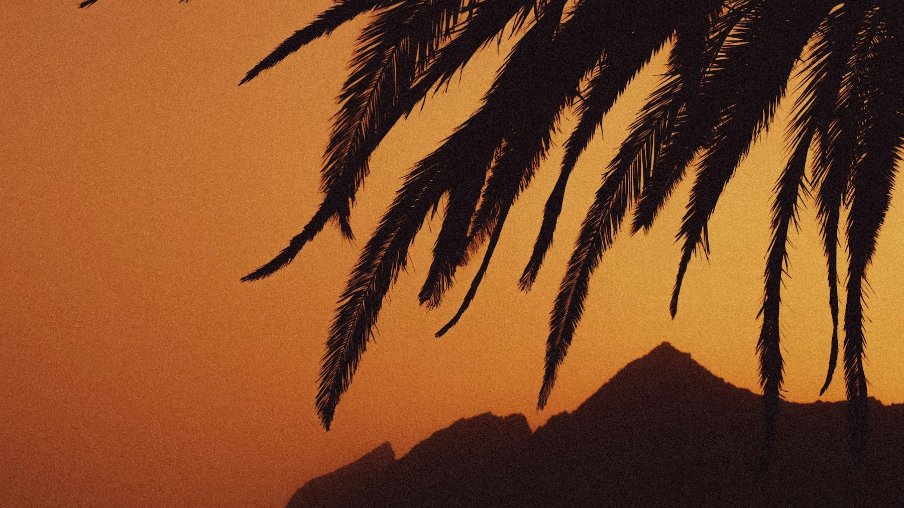 Palm fronds silhouetted against an orange Tenerife sunset, a typical winter sun holiday view